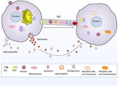 Extracellular Vesicles, Tunneling Nanotubes, and Cellular Interplay: Synergies and Missing Links